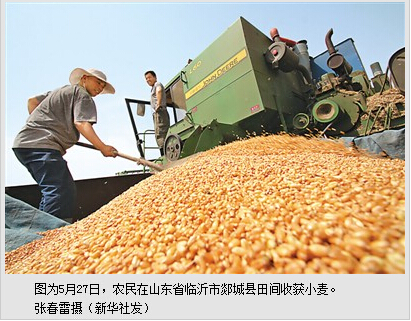 中国小麦丰收在望助稳世界粮价预期