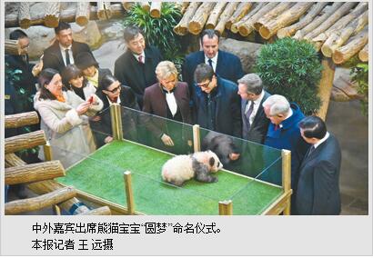 在法国出生的首只大熊猫幼崽被正式命名为“圆梦”
